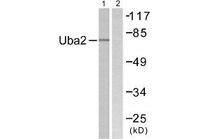 Western blot analysis of extracts from 293 cells, treated with UV (5mins), using Uba2 antibody. (UBA2 antibody  (C-Term))