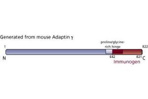 Image no. 3 for anti-Adaptor-Related Protein Complex 1, gamma 1 Subunit (AP1G1) (AA 642-821) antibody (ABIN967935) (gamma 1 Adaptin antibody  (AA 642-821))