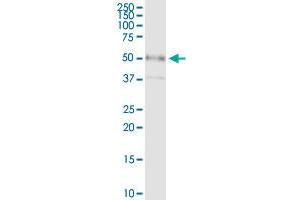 Immunoprecipitation of CD55 transfected lysate using anti-CD55 MaxPab rabbit polyclonal antibody and Protein A Magnetic Bead , and immunoblotted with CD55 purified MaxPab mouse polyclonal antibody (B01P) . (CD55 antibody  (AA 1-381))