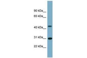 Image no. 1 for anti-Armadillo Repeat Containing, X-Linked 3 (ARMCX3) (AA 251-300) antibody (ABIN6743449) (ARMCX3 antibody  (AA 251-300))
