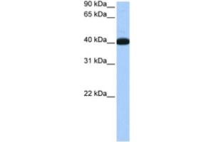 Western Blotting (WB) image for anti-NOP56 Ribonucleoprotein Homolog (NOP56) antibody (ABIN2462211) (NOP56 antibody)