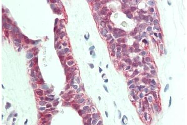 PTPLA antibody  (AA 37-66)