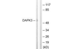 Western blot analysis of extracts from HuvEc cells, using DAPK3 (Ab-265) antibody. (DAPK3 antibody  (Thr265))