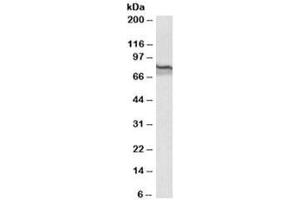 Western blot testing of mouse kidney lysate with Transglutaminase 2 antibody at 1ug/ml. (Transglutaminase 2 antibody)