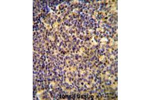 ANR44 Antibody (Center) immunohistochemistry analysis in formalin fixed and paraffin embedded human tonsil tissue followed by peroxidase conjugation of the secondary antibody and DAB staining. (ANKRD44 antibody  (Middle Region))