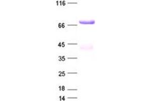 Validation with Western Blot (NUMB Protein (DYKDDDDK Tag))