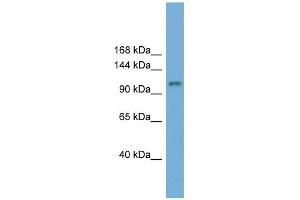 HERC6 antibody used at 1 ug/ml to detect target protein. (HERC6 antibody  (N-Term))