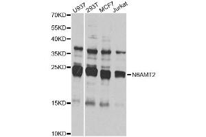 Western blot analysis of extracts of various cell lines, using N6AMT2 antibody (ABIN4904479) at 1:1000 dilution. (N6AMT2 antibody)