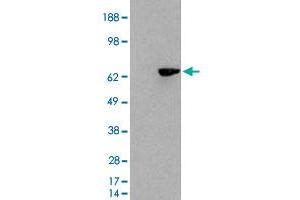 HEK293 overexpressing SH2B3 and probed with SH2B3 polyclonal antibody  (mock transfection in first lane), tested by Origene. (SH2B3 antibody)
