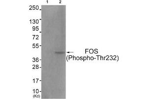 Western blot analysis of extracts from COS7 cells (Lane 2), using FOS (Phospho-Thr232) Antibody. (c-FOS antibody  (pThr232))