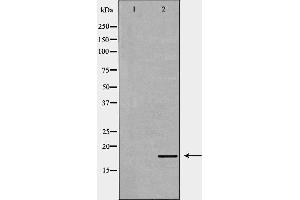 Western blot analysis of 293T  lysate using ID2 antibody. (Id2 antibody  (C-Term))