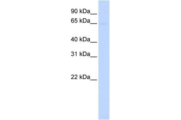 PIGZ antibody  (N-Term)