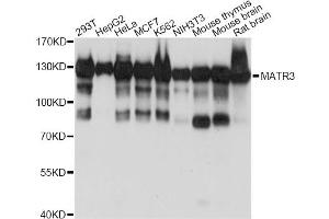 Western blot analysis of extracts of various cell lines, using MATR3 antibody (ABIN6290614) at 1:1000 dilution. (MATR3 antibody)