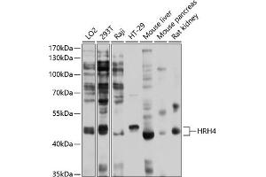 Western blot analysis of extracts of various cell lines, using HRH4 antibody (ABIN6128034, ABIN6141989, ABIN6141990 and ABIN6214303) at 1:1000 dilution.