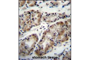 TAF8 Antibody (Center) (ABIN657320 and ABIN2846395) immunohistochemistry analysis in formalin fixed and paraffin embedded human stomach tissue followed by peroxidase conjugation of the secondary antibody and DAB staining. (TAF8 antibody  (AA 151-178))