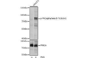Western blot analysis of extracts of NIH/3T3 cells, using Phospho-PKCalpha/beta II-T638/641 pAb (ABIN3019760, ABIN3019761, ABIN3019762, ABIN1681948 and ABIN1681949) at 1:1000 dilution or PRKCA antibody (ABIN6128461, ABIN6146197, ABIN6146198 and ABIN6217299). (PRKCA/PRKCB (pThr638), (pThr641) antibody)