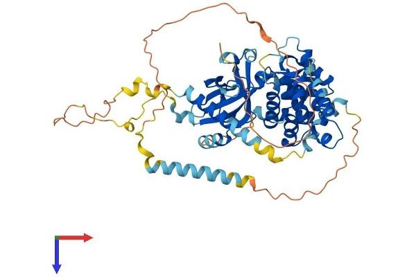 Calcyphosine 2 Protein (CAPS2) (AA 1-550) (His tag)