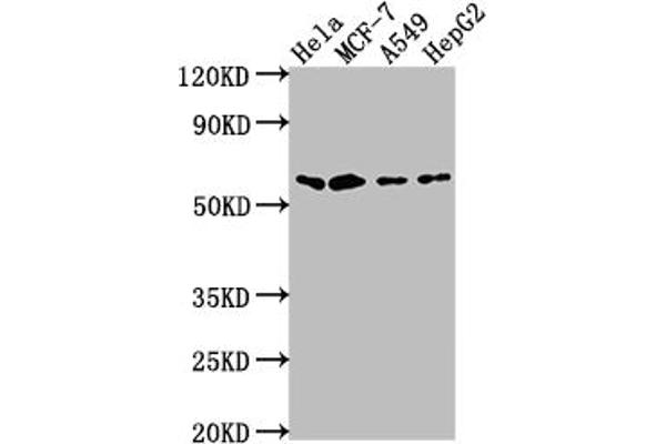 Recombinant SOX1 antibody