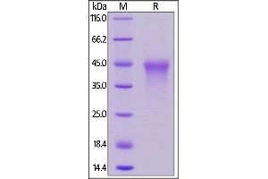 SDS-PAGE (SDS) image for CD27 Molecule (CD27) (AA 21-192) (Active) protein (His tag) (ABIN6253520)