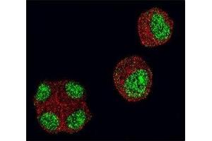 Confocal immunofluorescent analysis of HDAC1 antibody with 293 cells followed by Alexa Fluor 488-conjugated goat anti-rabbit lgG (green). (HDAC1 antibody  (AA 1-30))