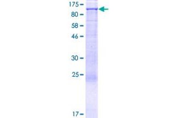 NOC2L Protein (AA 1-749) (GST tag)