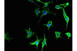 Immunofluorescent analysis of MCF-7 cells using ABIN7166739 at dilution of 1:100 and Alexa Fluor 488-congugated AffiniPure Goat Anti-Rabbit IgG(H+L) (NPY6R antibody  (AA 1-39))