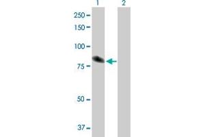 Western Blot analysis of TXNDC3 expression in transfected 293T cell line by TXNDC3 MaxPab polyclonal antibody. (TXNDC3/NME8 antibody  (AA 1-588))