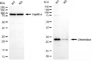 Western blotting analysis using chromobox antibody (ABIN7800917).