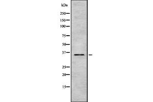 TAS2R9 antibody