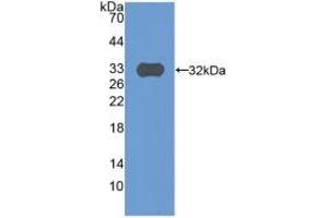 Western blot analysis of recombinant Human C9. (C9 antibody  (AA 22-265))