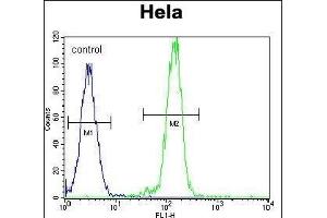 B-RAF Antibody (Center) (ABIN392246 and ABIN2841936) flow cytometric analysis of Hela cells (right histogram) compared to a negative control cell (left histogram). (SNRPE antibody  (AA 424-453))
