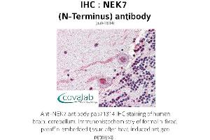 Image no. 1 for anti-NEK7 (NEK7) (N-Term) antibody (ABIN1737254) (NEK7 antibody  (N-Term))