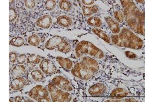 Image no. 1 for anti-Mannosidase, Alpha, Class 1B, Member 1 (MAN1B1) (AA 112-212) antibody (ABIN466178) (MAN1B1 antibody  (AA 112-212))
