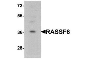 Western blot analysis of RASSF6 in 293 cell lysate with RASSF6 Antibody  at 1 ug/mL. (RASSF6 antibody  (Middle Region))