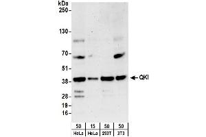 Western Blotting (WB) image for anti-Protein Quaking (QKI) (C-Term), (Isoform 5) antibody (ABIN7454593)