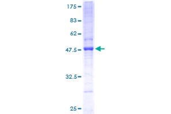 PIGH Protein (AA 1-188) (GST tag)