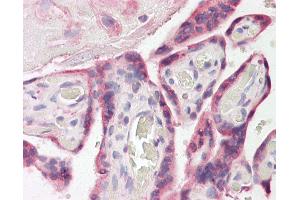 Anti-ESYT1 antibody IHC of human placenta. (ESYT1 antibody  (AA 1038-1050))