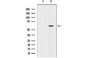 Western blot analysis of lysates from heat-shock treated RAW264.