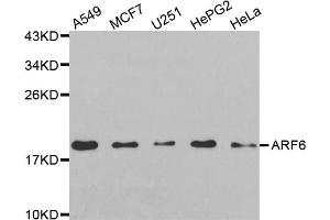 Western blot analysis of extracts of various cell lines, using ARF6 antibody (ABIN5971617) at 1:250 dilution. (ARF6 antibody)