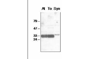 Western blot analysis of chloroplast (Arabidopsis and tobacco) and Synechocystis thylakoid proteins with anti-PsbA-Nt (D1-Nt antibody)