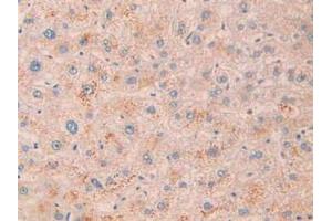 IHC-P analysis of Human Liver Tissue, with DAB staining. (MME antibody  (AA 382-538))