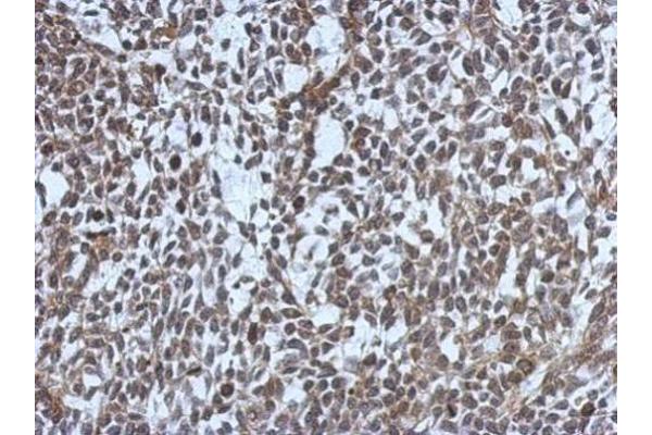 MDC1 antibody