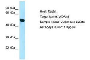 Image no. 1 for anti-WD Repeat Domain 18 (WDR18) (N-Term) antibody (ABIN6750081)