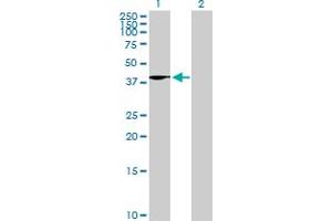 Western Blot analysis of WNT4 expression in transfected 293T cell line by WNT4 MaxPab polyclonal antibody.