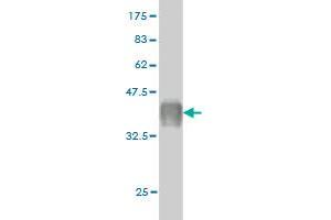 Western Blotting (WB) image for anti-Calcyphosine (CAPS) (AA 1-109) antibody (ABIN560163)