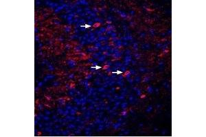 Expression of DPP6 in mouse hippocampusImmunohistochemical staining of perfusion-fixed frozen mouse brain sections using Anti-DPP6 (extracellular) Antibody (ABIN7043098, ABIN7045042 and ABIN7045043), (1:400), followed by donkey anti-rabbit-Cy3 antibody (red).