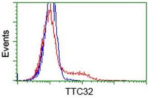HEK293T cells transfected with either RC209334 overexpress plasmid (Red) or empty vector control plasmid (Blue) were immunostained by anti-TTC32 antibody (ABIN2453736), and then analyzed by flow cytometry. (TTC32 antibody)