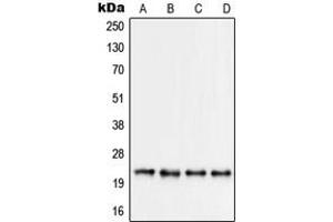 Western blot analysis of RPS9 expression in Jurkat (A), HEK293 (B), HeLa (C), NIH3T3 (D) whole cell lysates.
