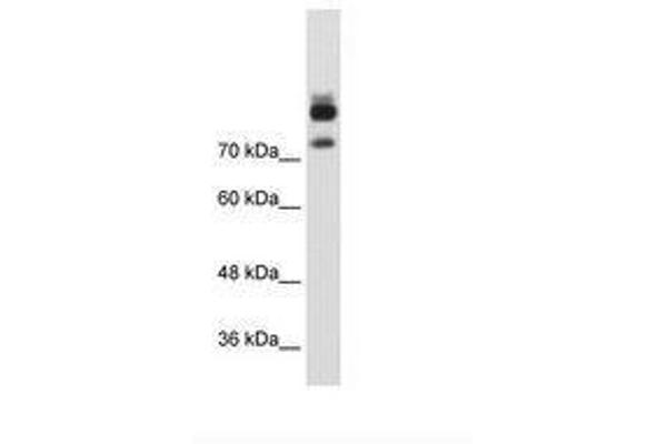 MTMR1 抗体  (AA 551-600)
