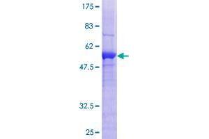 SPSB2 Protein (AA 1-263) (GST tag)